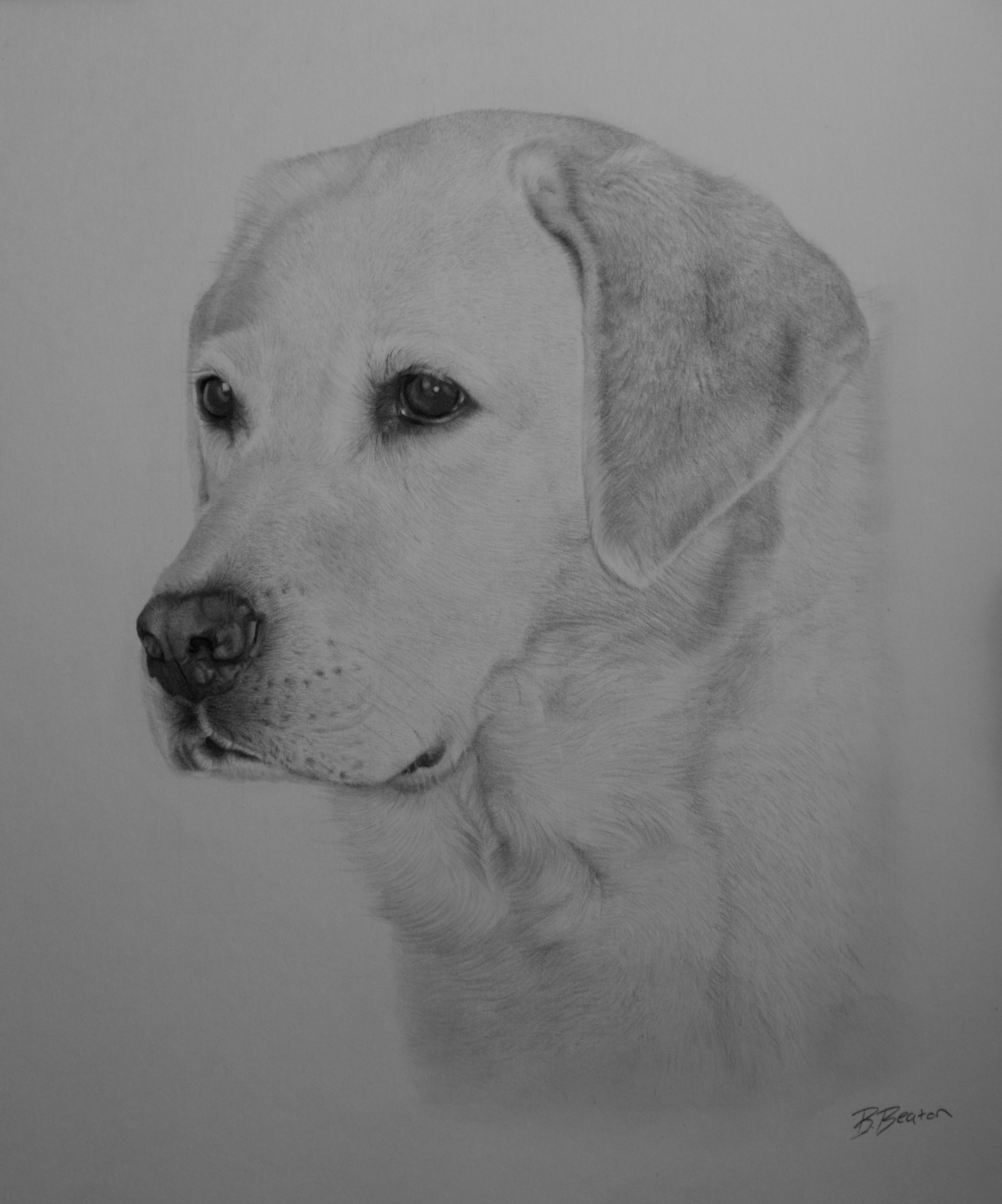 Yellow Lab Sketch at Explore collection of Yellow Lab Sketch