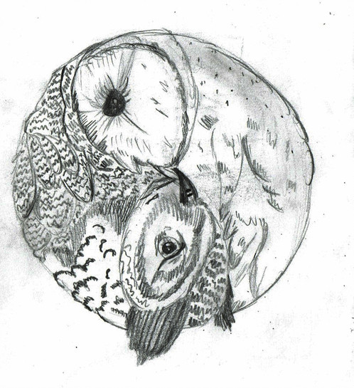 498x545 Owl Yin Yang Sketch - Ying Yang Sketch