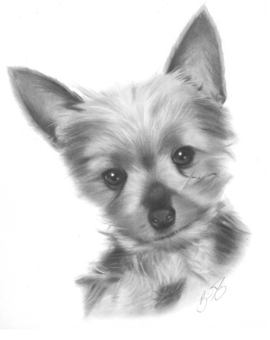 556x700 Teacup Yorkie Pencil Drawing By Golfiscool - Yorkie Sketch
