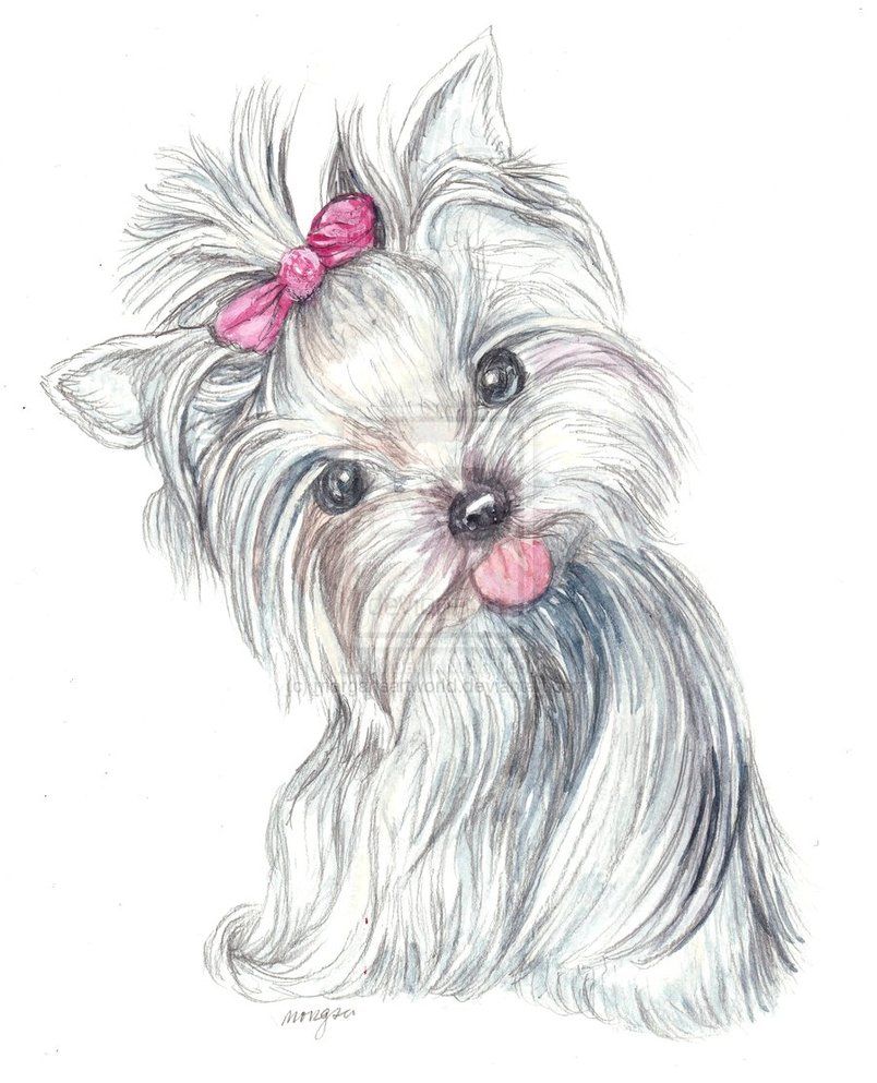 804x993 The Domain Name Is For Sale In 2018 Yorkie Dog - Yorkie Sketch