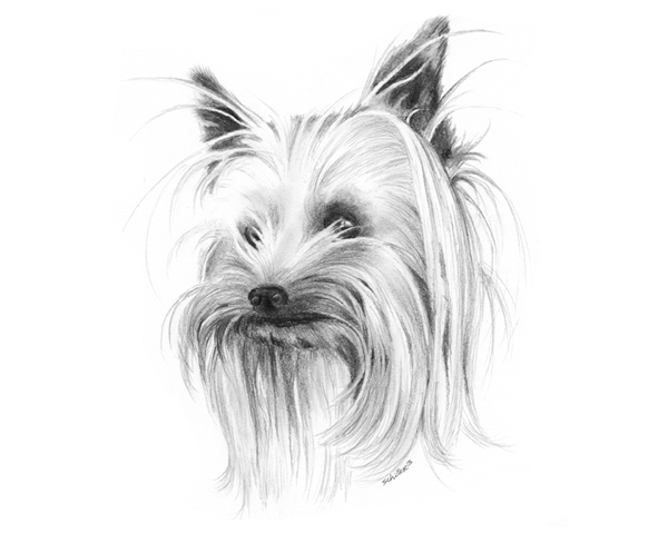 600x480 We Named The Dog Indiana! - Yorkie Sketch