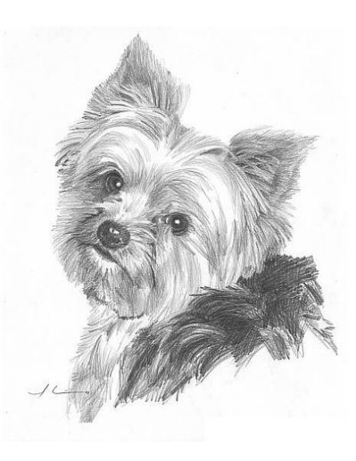399x517 Yorkie Drawing Drawing By Kate Kids Yorkie - Yorkie Sketch