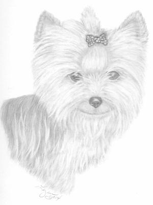 300x400 Yorkie Sadie - Yorkie Sketch