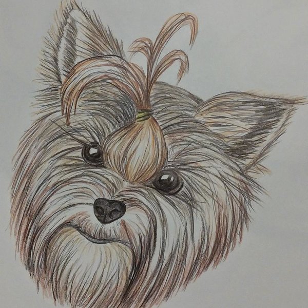 Yorkie Sketch at PaintingValley.com | Explore collection of Yorkie Sketch