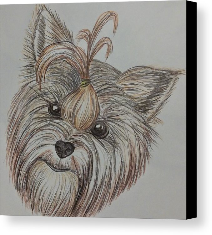 678x750 Yorkie Sketch Canvas Print Canvas Art By Ashley Adams - Yorkie Sketch