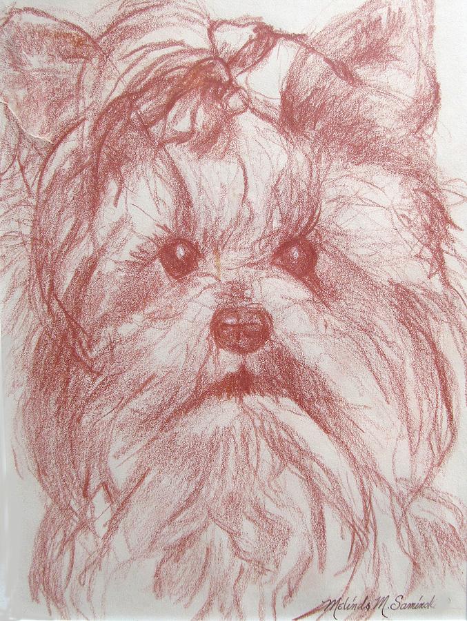 677x900 Yorkie Sketch Drawing By Melinda Saminski - Yorkie Sketch