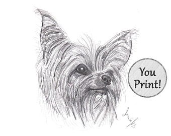 340x270 Yorkie Sketch Etsy - Yorkie Sketch