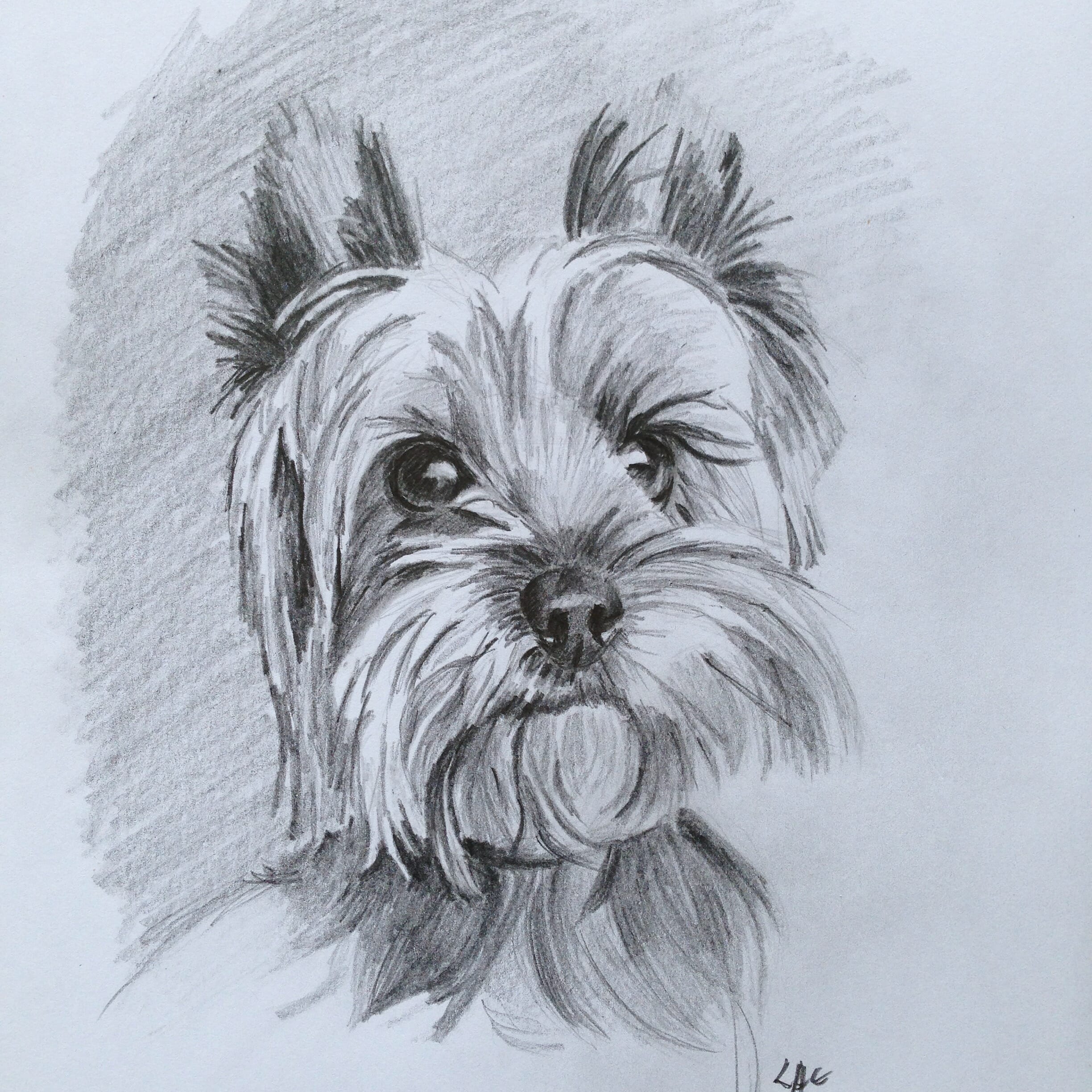 Yorkie Sketch at PaintingValley.com | Explore collection of Yorkie Sketch