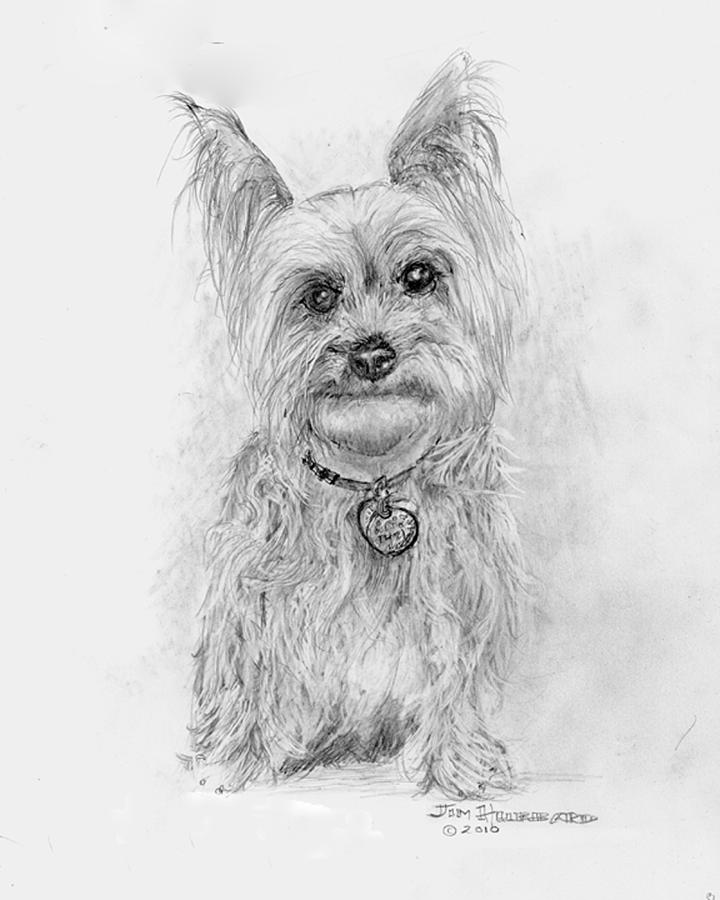 720x900 Yorkshire Terrier Drawing By Jim Hubbard - Yorkie Sketch