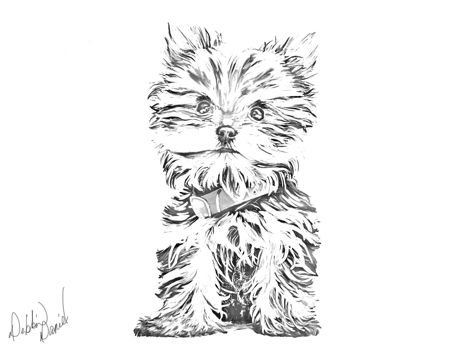 1600x1200 Yorkie Sketch Art Yorkie, Yorkshire Terrier And - Yorkie Sketch
