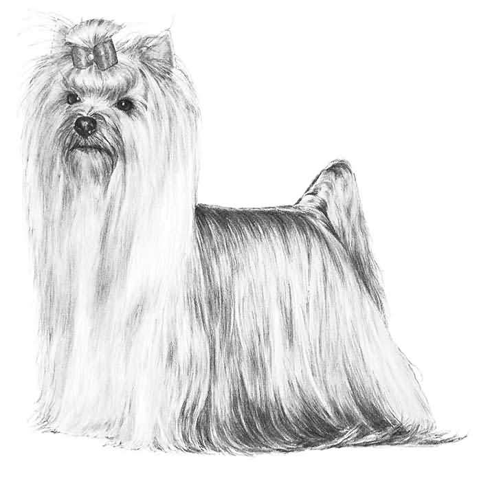 700x700 Sweet Yorkshire Terrier Dog Pup Sketch - Yorkshire Terrier Sketch
