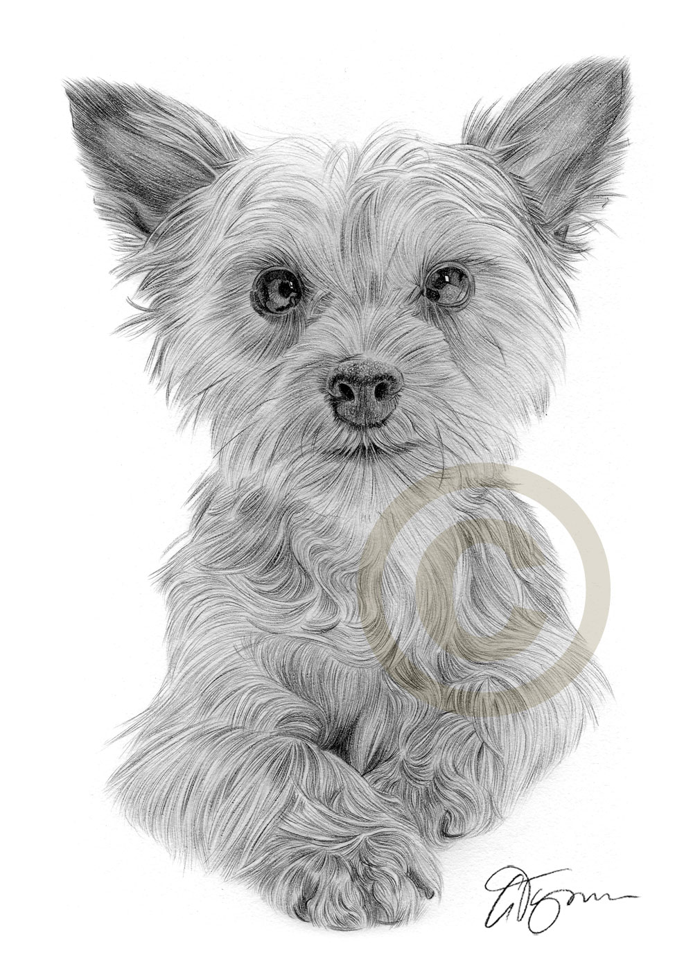 1000x1414 Yorkshire Terrier Puppy Dog Art A4 Size Signed Pencil Drawing - Yorkshire Terrier Sketch