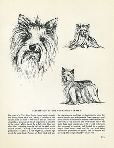 230x300 Yorkshire Terrier Yorkie Vintage Dog Print Sketch - Yorkshire Terrier Sketch