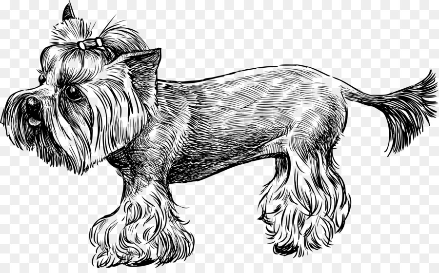 900x560 Yorkshire Terrier Cairn Terrier Sketch - Yorkshire Terrier Sketch