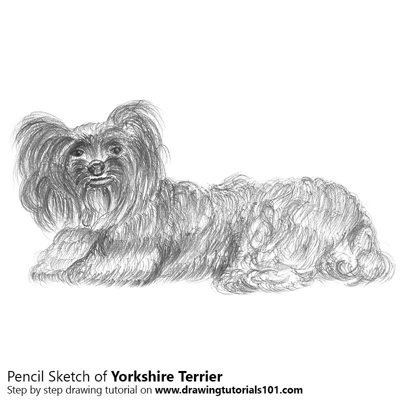 800x800 Yorkshire Terrier Pencil Drawing - Yorkshire Terrier Sketch