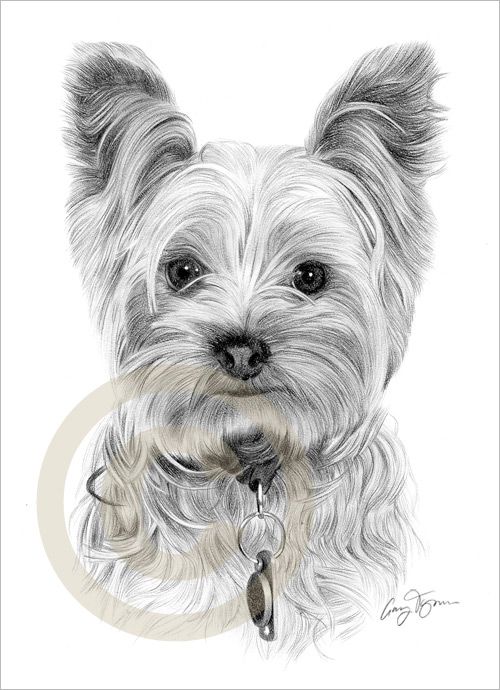500x690 Paintings Of Yorkies Details About Dog Yorkshire Terrier Le Art - Yorkshire Terrier Sketch