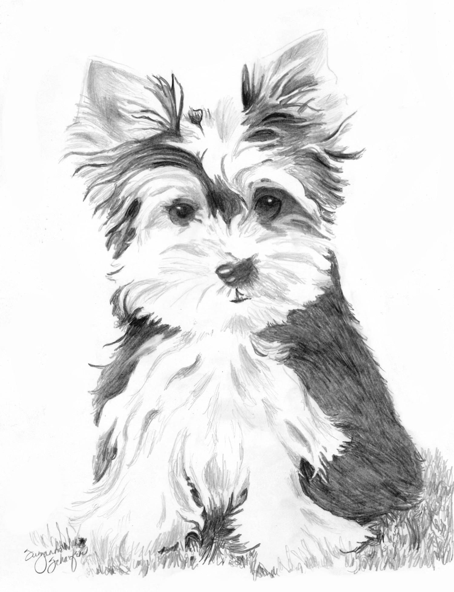 1500x1957 Yorkshire Draw - Yorkshire Terrier Sketch