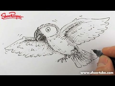 480x360 How To Draw A Cartoon Parrot - Youtube Parrot Sketch