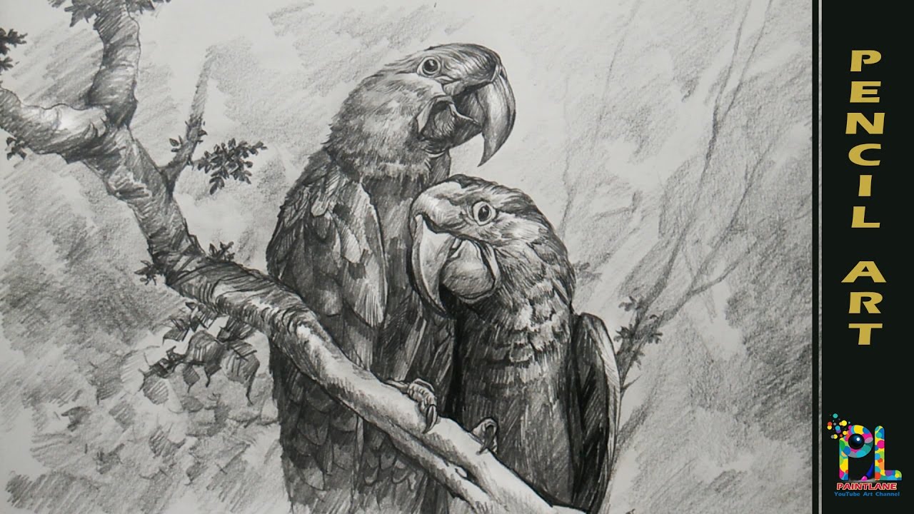 1280x720 Parrots On A Branch With Pencil Drawing Shading - Youtube Parrot Sketch