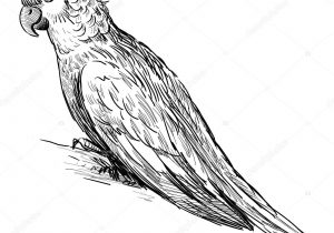 300x210 Pencil Sketch Of Parrot Parrot Animals Pencil To Draw Stepstep - Youtube Parrot Sketch