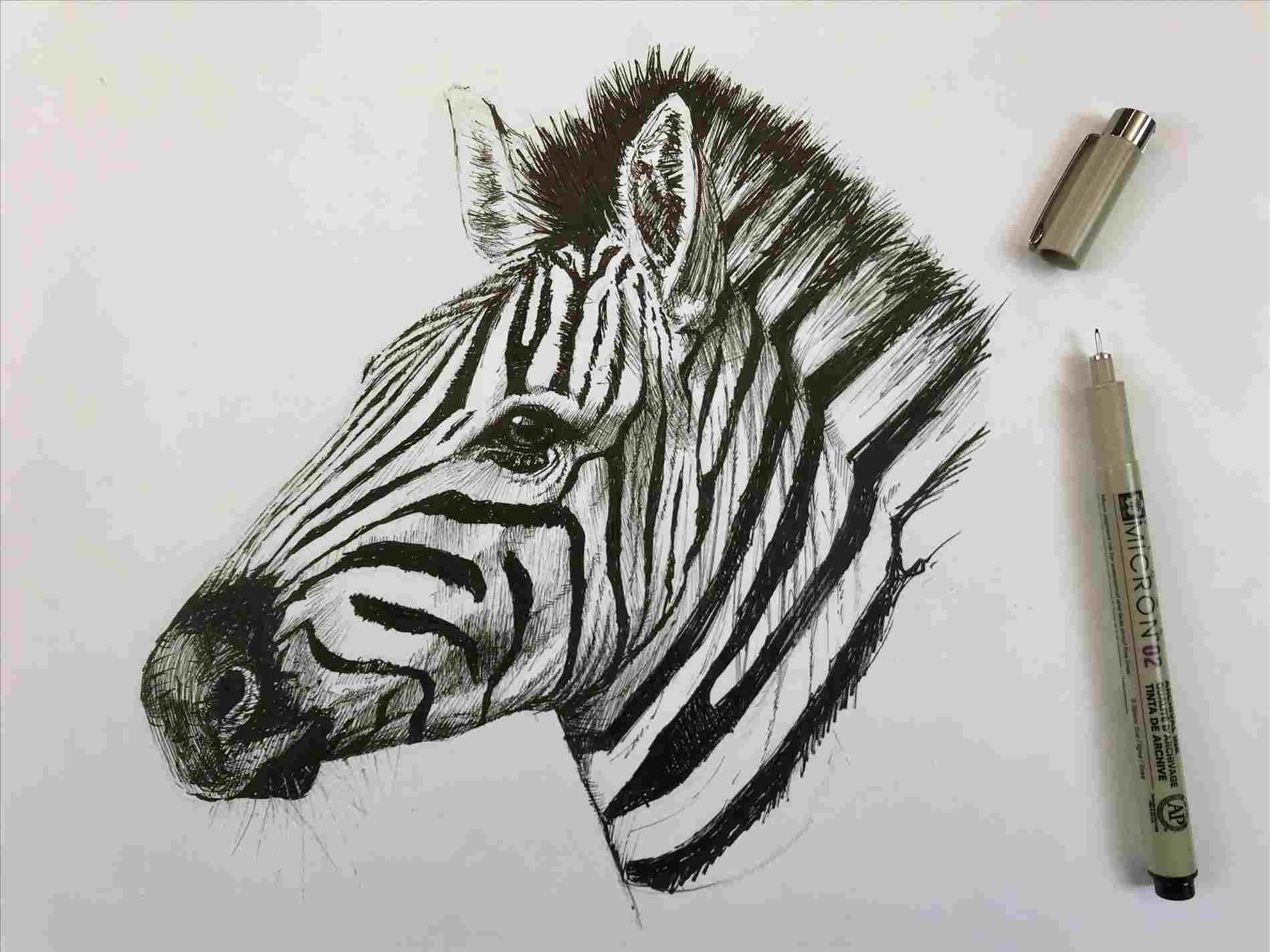 Zebra Head Sketch at PaintingValley.com | Explore collection of Zebra ...
