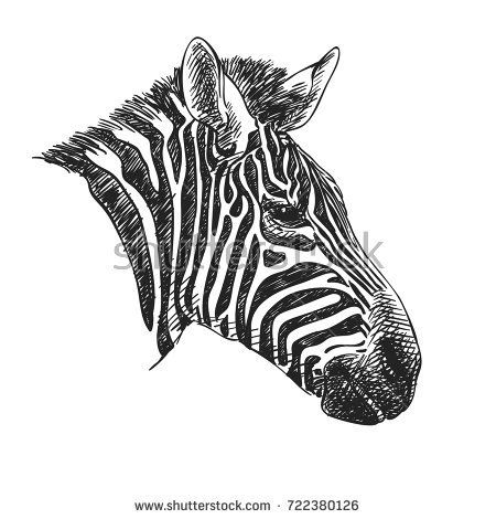 450x470 Sketch Of Zebra Head, Hand Drawn Vector Illustration Isolated On - Zebra Head Sketch