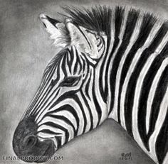 236x231 Start Out With A Light Sketch Of The Zebra Head. Description From - Zebra Head Sketch