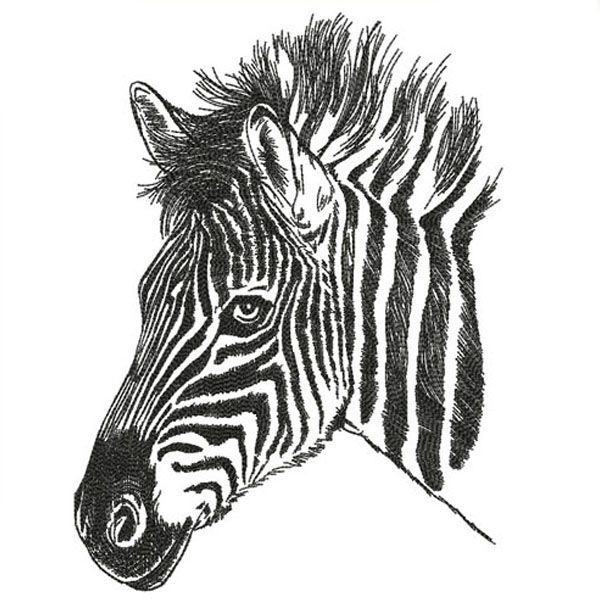 Zebra Head Sketch At Paintingvalley Com Explore Collection Of