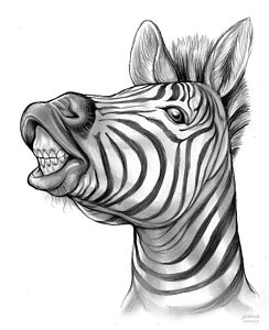 244x300 Zebra Drawings Fine Art America - Zebra Head Sketch