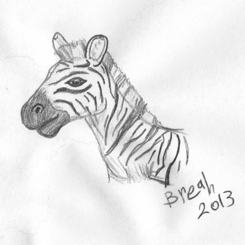 480x480 Zebra Sketch Art By Breah - Zebra Head Sketch