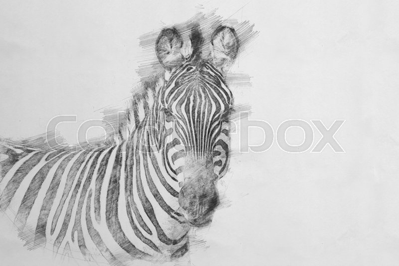 800x533 Zebra. Black And White Sketch With Pencil Stock Photo Colourbox - Zebra Head Sketch