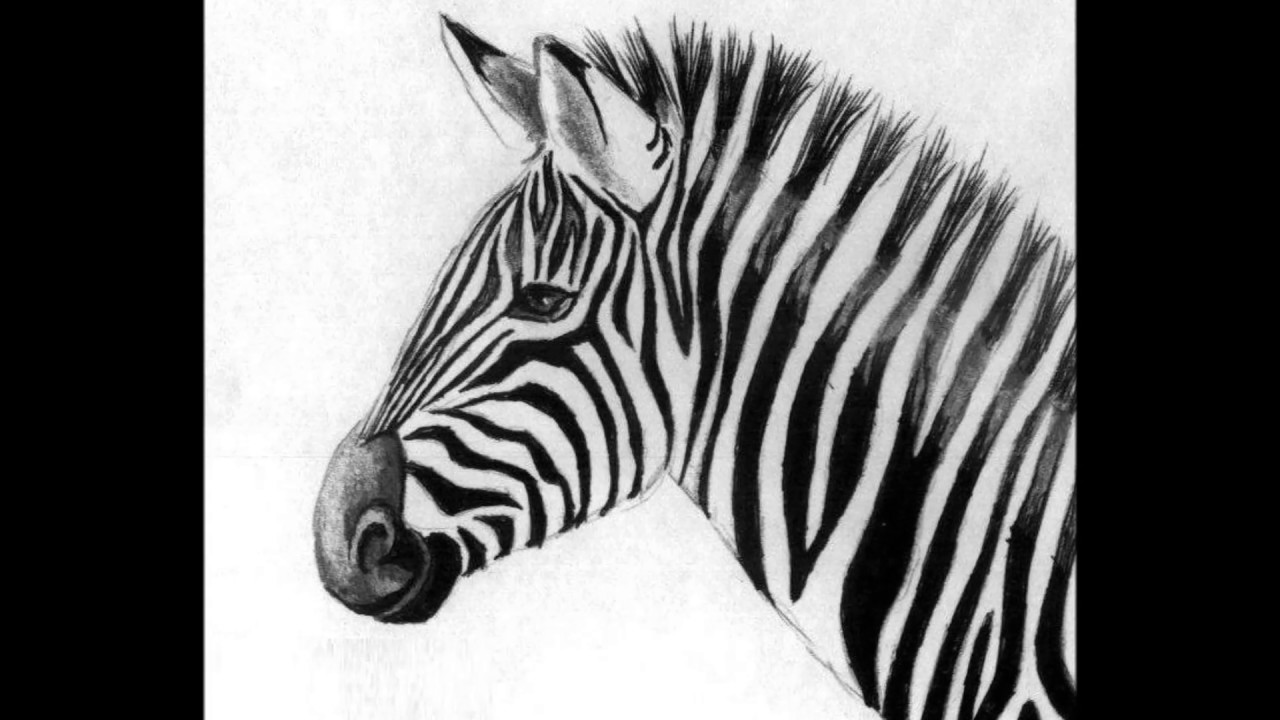 Zebra Head Sketch at PaintingValley.com | Explore collection of Zebra ...