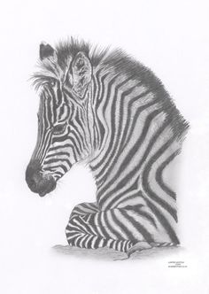 236x332 Zebra Mare Amp Foal Limited Edition Art Drawing Print Signed By Uk - Zebra Print Sketch