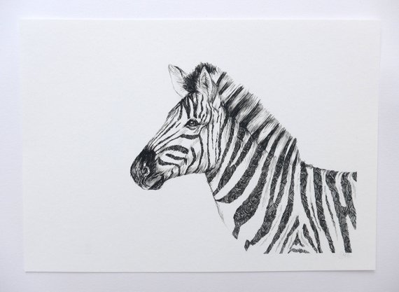 570x417 Zebra Art Print Original Drawing Zebra Wall Art Zoo - Zebra Print Sketch