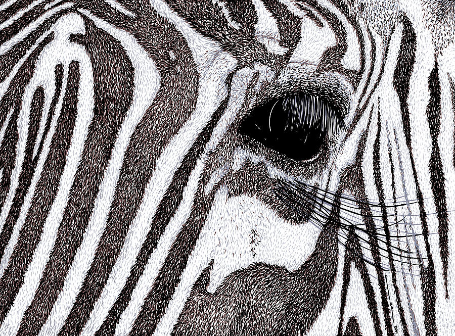 900x665 Zebra Portrait Drawing By Karl Addison - Zebra Print Sketch