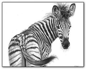 300x238 Zebra Print Picture Image Wildlife Wall Art Animal A3 Poster - Zebra Print Sketch