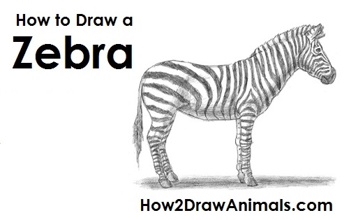 500x315 How To Draw A Zebra - Zebra Sketch