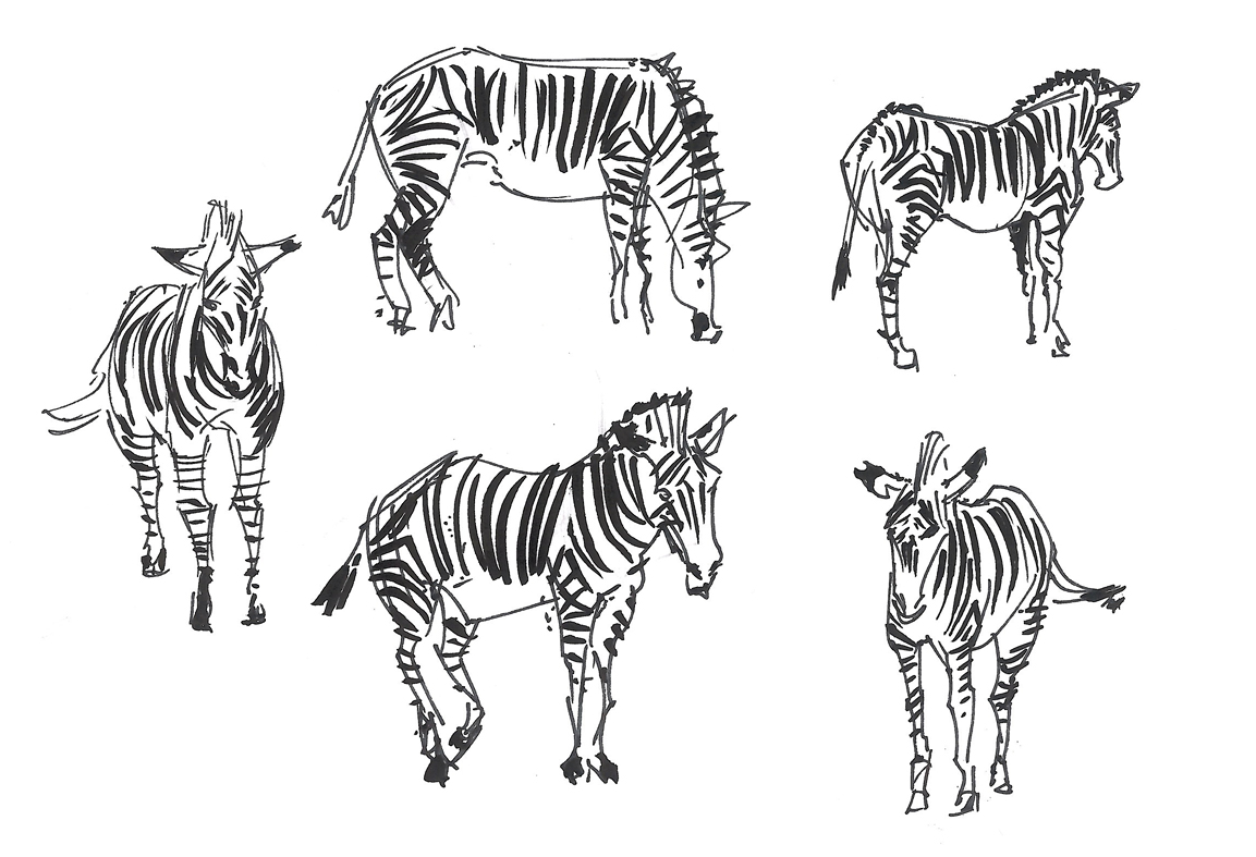 1153x787 Through Glasses Zebra Quick Sketches - Zebra Sketch