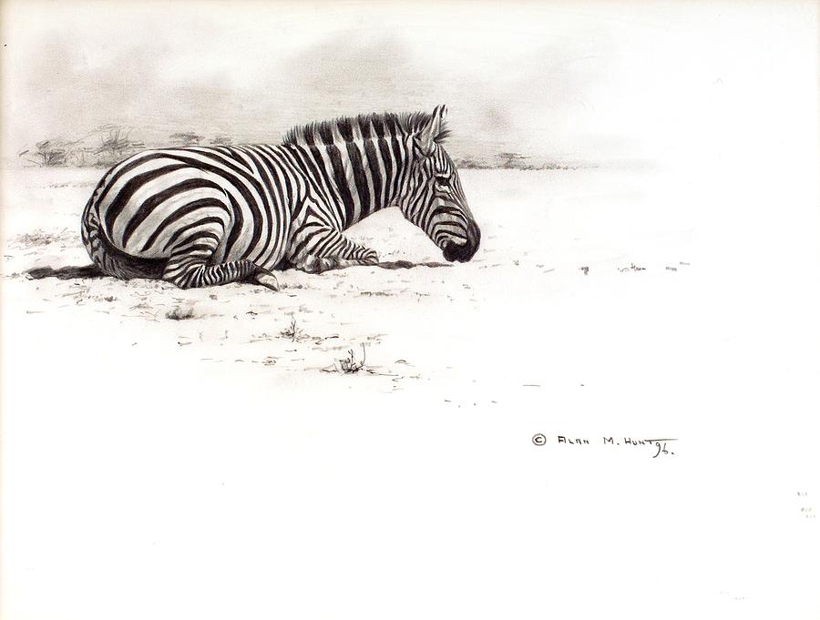 900x681 Zebra Sketch Painting By Alan M Hunt - Zebra Sketch