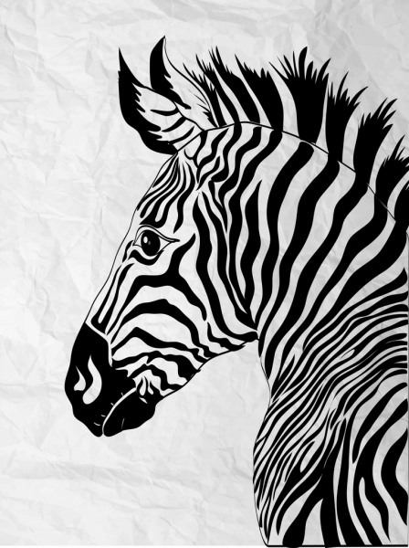 448x600 Zebra Drawing Black White Handdrawn Sketch Free Vector In Adobe - Zebra Sketch