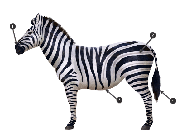 600x442 How To Draw Animals Zebras And Giraffes - Zebra Sketch