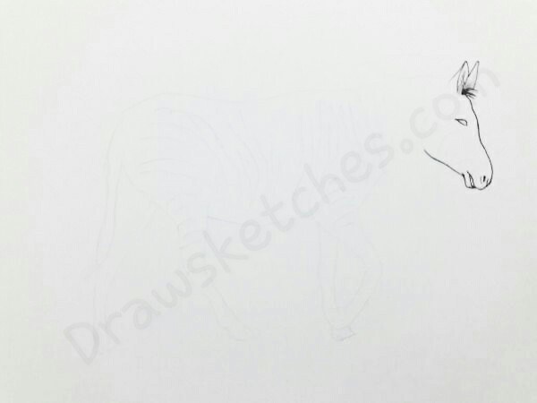 600x450 How To Draw A Zebra In A Few Easy Steps With Pictures - Zebra Sketch Easy