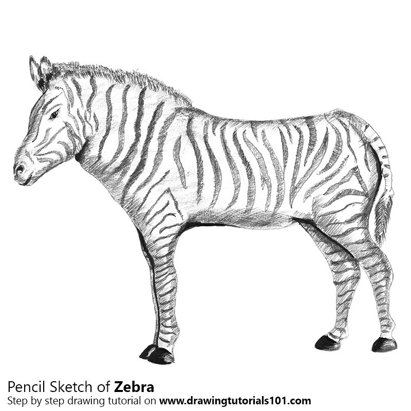 800x800 Zebra Pencil Drawing - Zebra Sketch Easy