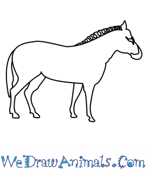 300x350 How To Draw A Zebra - Zebra Sketch Easy