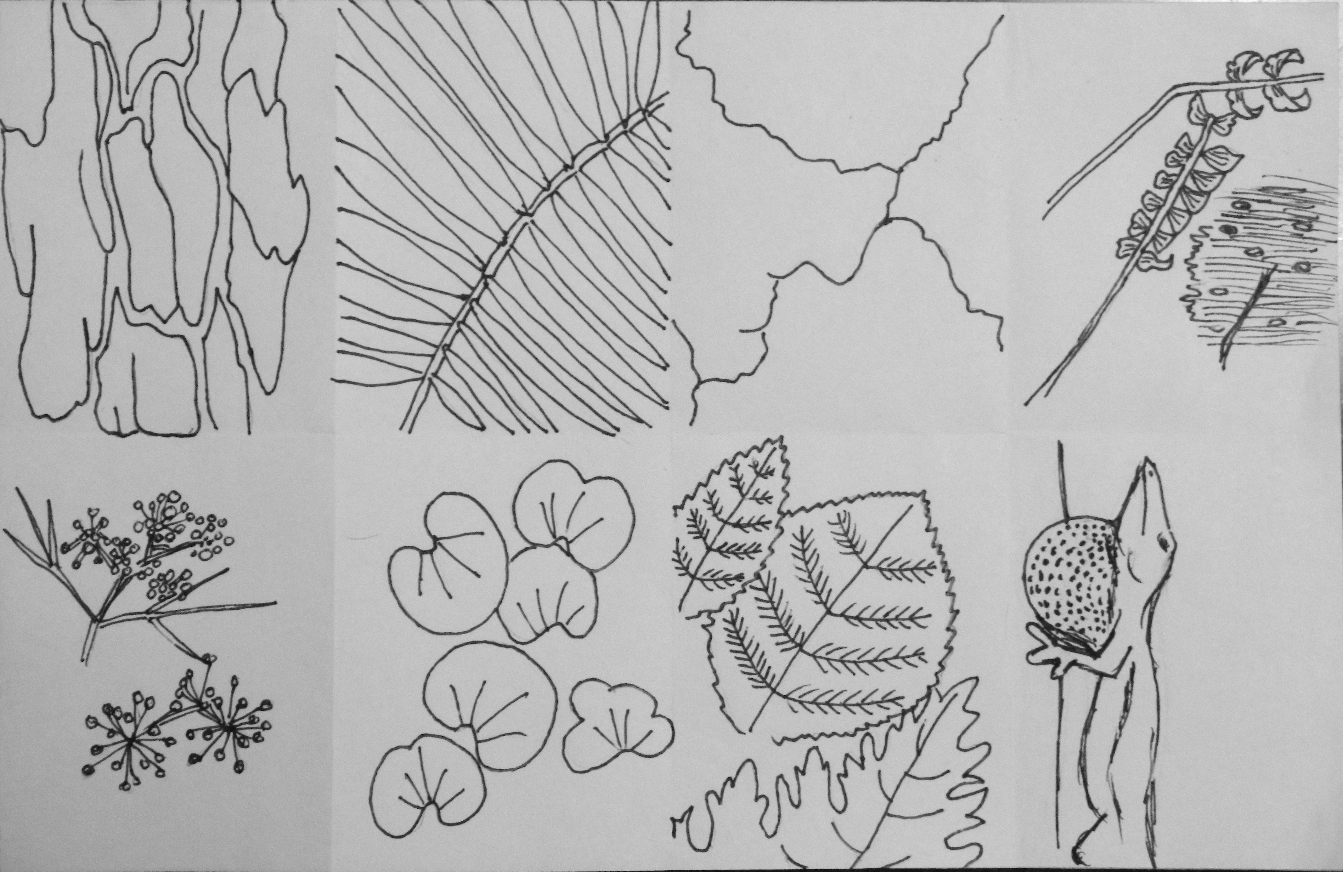 4267x2769 Nature Zentangle Art Challenge Day Two! Artful Explorations In - Zentangle Sketches