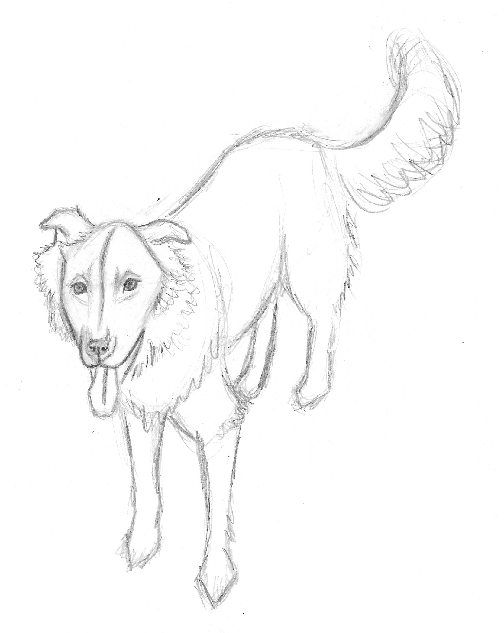 1668x2094 Dog Sketch Drawing Wordless Wednesday Drawing Zipper American - Zipper Sketch