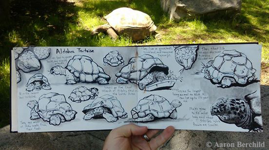 552x308 La Zoo Blog - Zoo Sketch