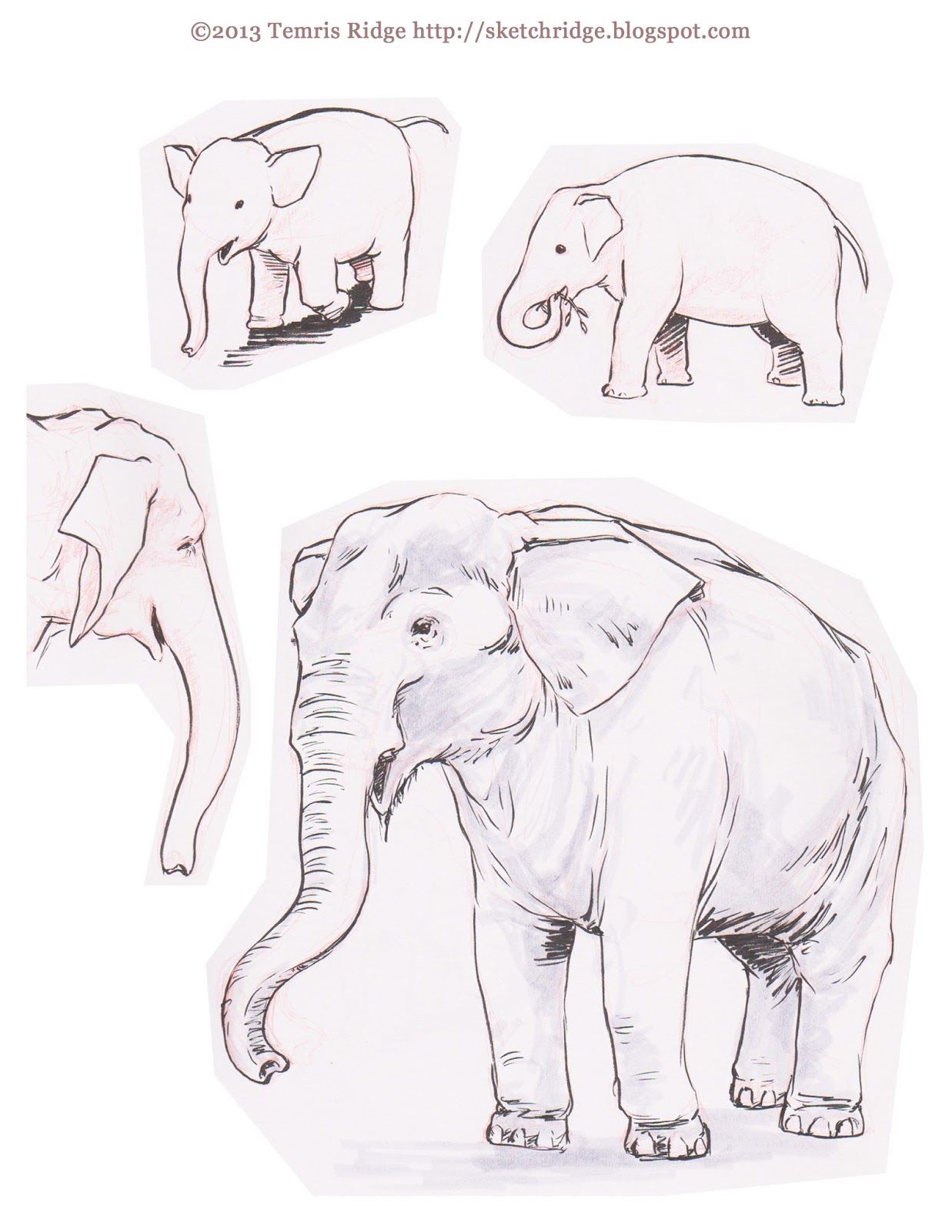 1237x1600 Sketch Ridge More Zoo Drawing With Asifa Portland And The - Zoo Sketch