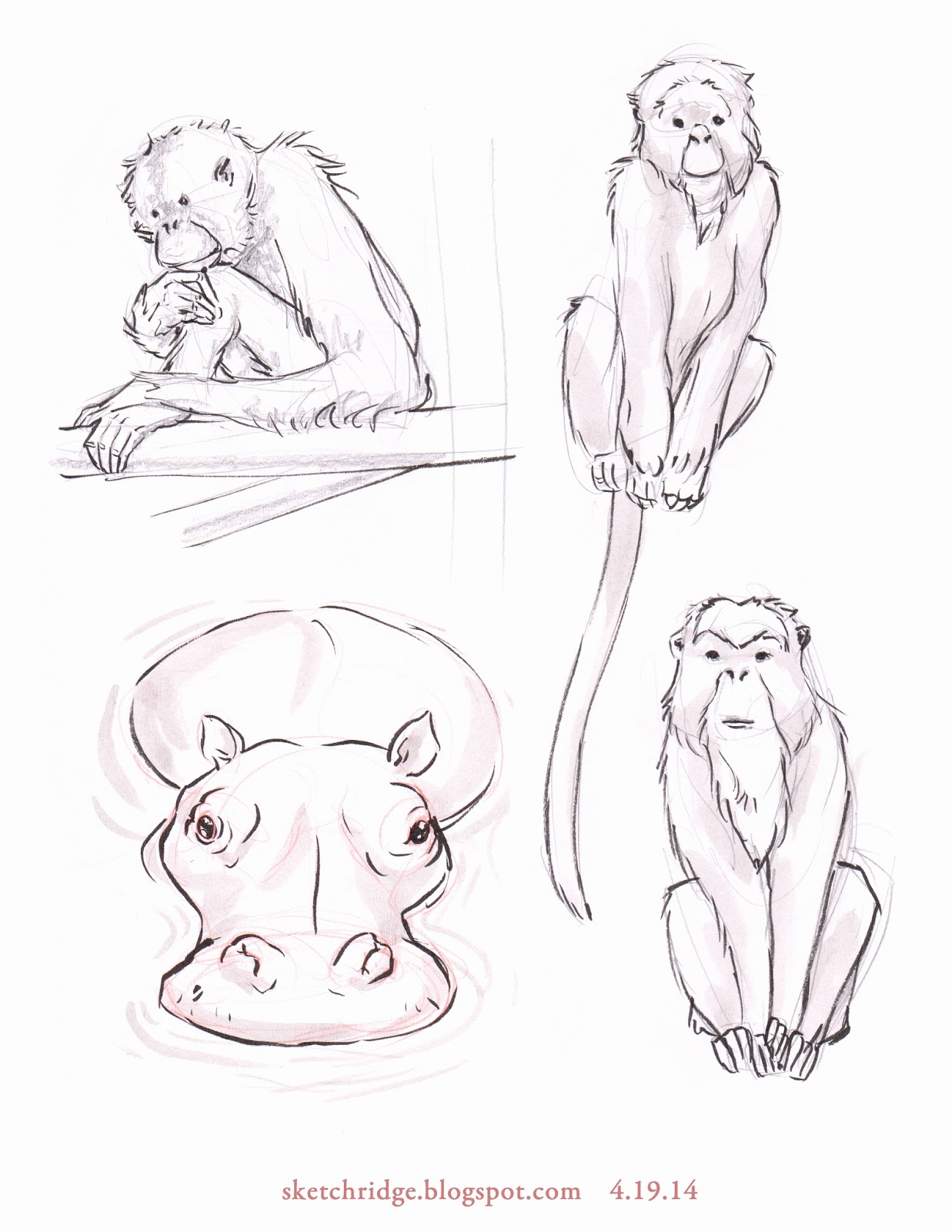 1237x1600 Sketch Ridge Zoo Sketch April 2014 - Zoo Sketch