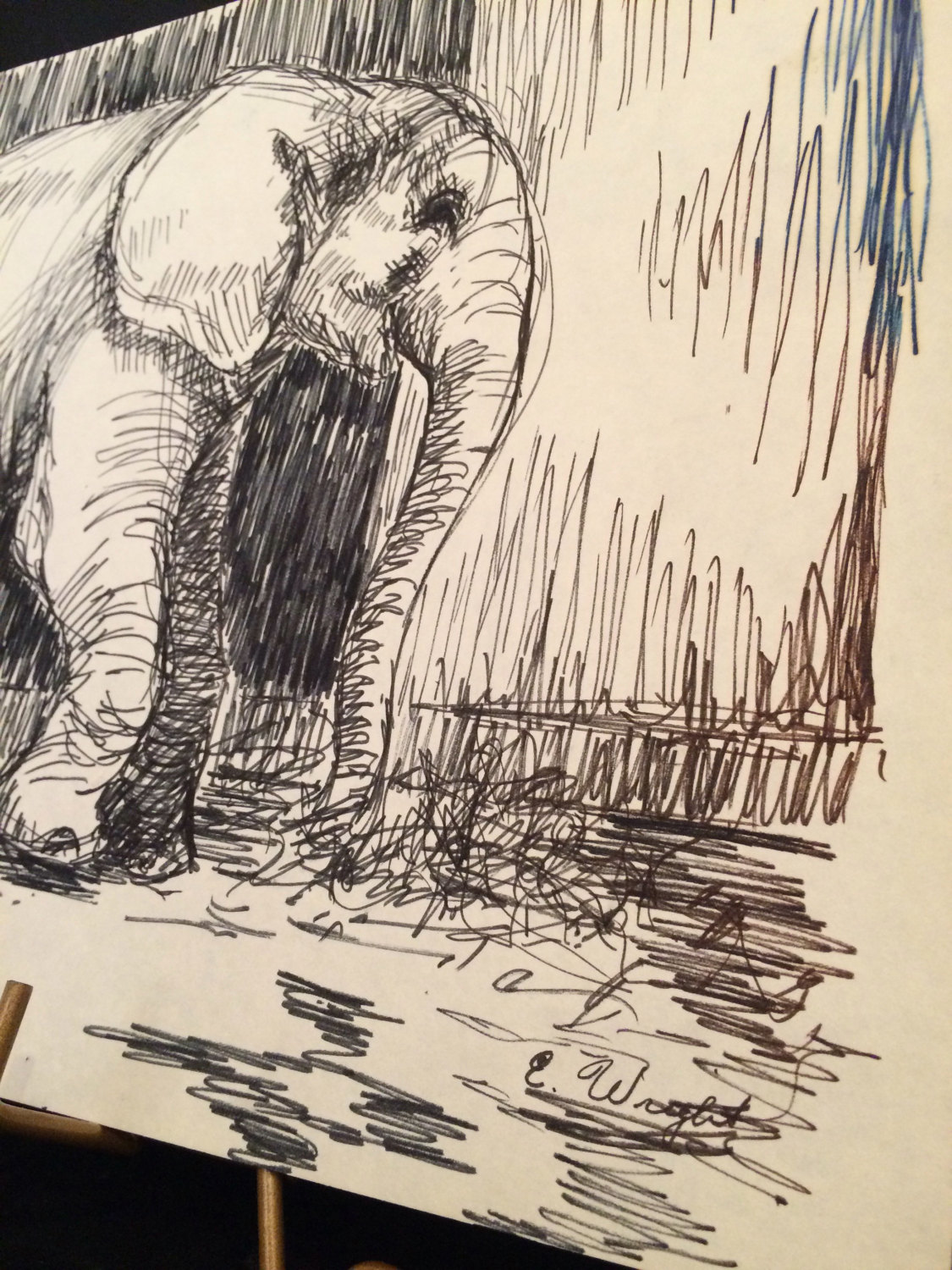1125x1500 Vintage Unframed Pen And Ink Or Magic Marker Drawing Of Elephant - Zoo Sketch